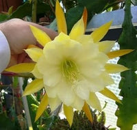 Gelb Weiß Nopalxochia Samen Anzucht Traditionssorte & ohne Gentechnik Samen Hausgarten