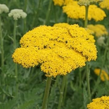 Yarrow blume samen for anpflanzung - low maintenance, heirloom & gmo free samen for home garten
 
 sale samen for home garten