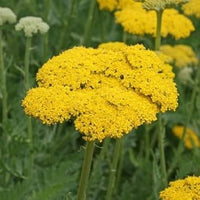 Yarrow blume samen for anpflanzung - low maintenance, heirloom & gmo free samen for home garten
 
 sale samen for home garten