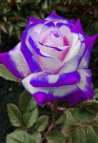 Rose Samen zur Aussaat Create a Rose Garten
