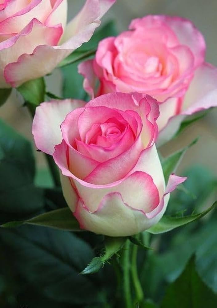 Rosa Rose Rugosa Samen – robust – duftend Rosa Roses – Aromatic Garten Rabatten