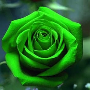 Grün rose blume samen for anpflanzung - long bloom season, heirloom & gmo free samen for home garten
 
 sale for anpflanzung in home garten