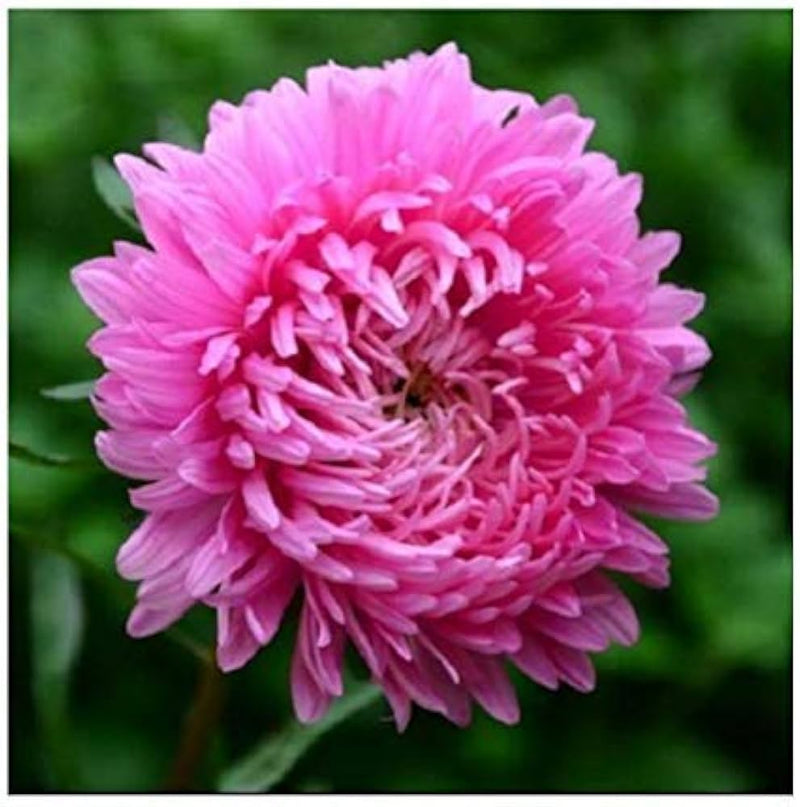 Rosa chrysanthemum blume samen