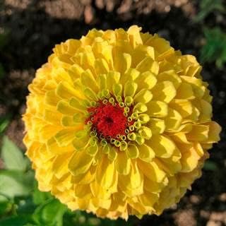 Gelb rot zinnia blume samen for anpflanzung - cut blume favorite, heirloom & gmo free samen for home garten
 
 sale samen for home garten