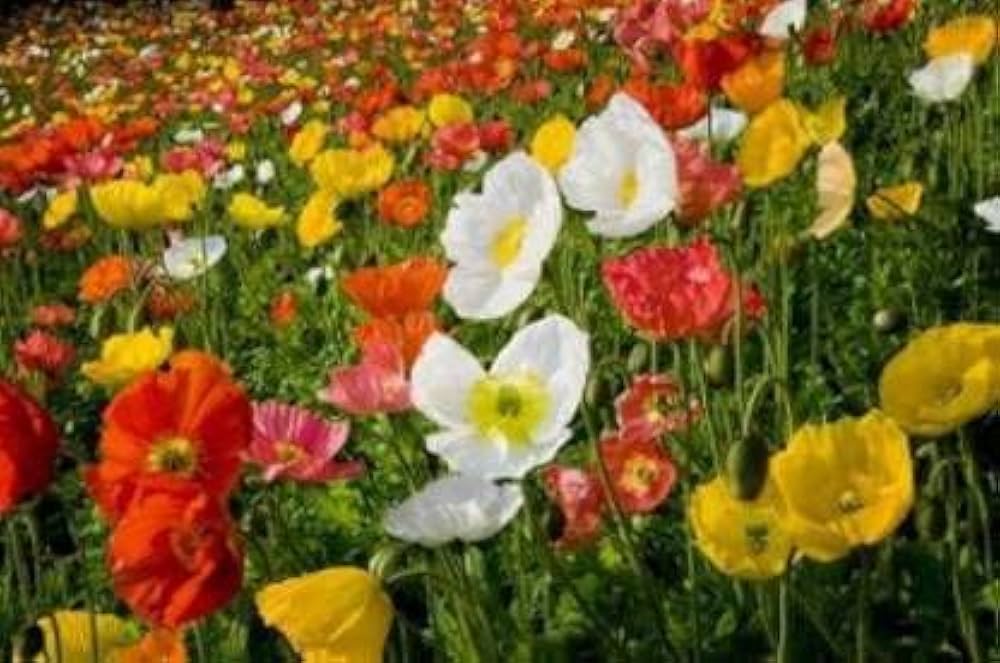 Iceland Poppy Mischung Papaver nudicaule Samen zur Aussaat Blume Beds