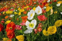 Iceland Poppy Mischung Papaver nudicaule Samen zur Aussaat Blume Beds