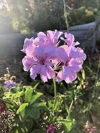 Lavender geranium blume samen for anpflanzung - hardy variety, heirloom & gmo free samen for home garten
 
 sale for anpflanzung in home garten.