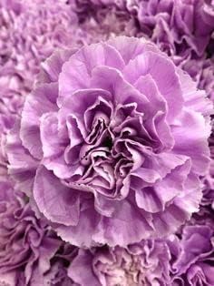 Lavender carnation blume samen for anpflanzung - wildflower mix, heirloom & gmo free samen for home garten
 
 sale samen for anpflanzung in home garten
