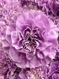 Lavender carnation blume samen for anpflanzung - wildflower mix, heirloom & gmo free samen for home garten
 
 sale samen for anpflanzung in home garten