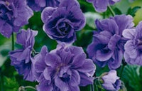 Blau Univalve Geranie Blumensamen zur Aussaat hochwertige Qualitäts- Traditionssorte & ohne Gentechnik Samen Hausgarten
