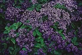 Heliotrope marine blau samen for fragrant blau blumen