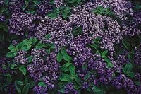 Heliotrope marine blau samen for fragrant blau blumen