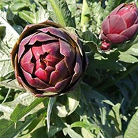 Lila Artichoke Gemüse Samen zum Pflanzen