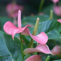 Baby rosa anthurium blume samen for anpflanzung cottage garten essential heirloom & gmo free samen for home garten 
 
 sale samen for home garten anpflanzung