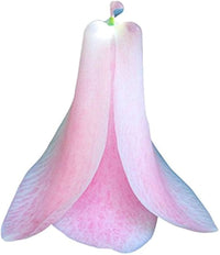 Chilean Bellflower Samen (Lapageria Rosea) selten Garten Blüten