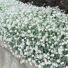 Carpet blume samen for anpflanzung colorful display heirloom & gmo free samen for home garten 
 
 sale for anpflanzung in home garten