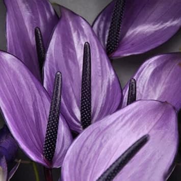 Violet anthurium andraeanum blume samen for anpflanzung - premium quality, heirloom & gmo free samen for home garten
 
 sale for anpflanzung in home garten.