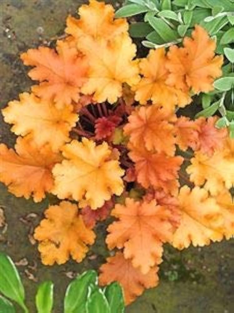 Orange Heuchera Blumensamen zur Aussaat – lang Blüte Saison – Traditionssorte & ohne Gentechnik Samen Hausgarten