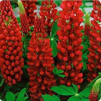 Rot lupin blume samen for anpflanzung - hardy variety, heirloom & gmo free samen for home garten
 
 sale for anpflanzung in home garten