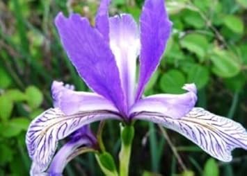 Japanese iris blume samen for anpflanzung - vibrant colors, heirloom & gmo free samen for home garten
 
 sale samen for home garten