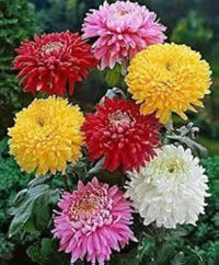 Chrysantheme Samen zur Aussaat Chrysantheme Morifolium Blume Beet Herbst Garten