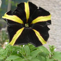 Gelb schwarz petunia samen