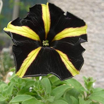 Gelb schwarz petunia samen