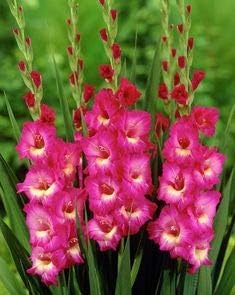 Mixed color gladiolus blume samen for anpflanzung easy to grow heirloom & gmo free samen for home garten
 
 sale for anpflanzung in home garten