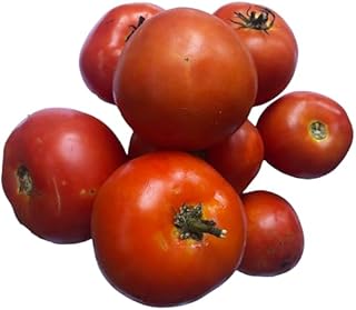 Homestead Tomate Samen for Home-Grown Tomatees
