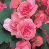 Pelleted Samen Begonie Pralinen Rosen Garten