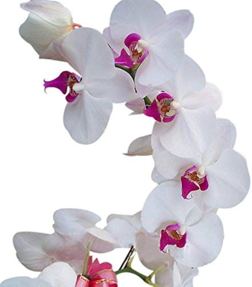 Weiß Schmetterlingsorchidee Orchidee Blumensamen – Blumensamen zur Aussaat Anzucht Traditionssorte & ohne Gentechnik Samen Hausgarten