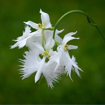 Weiß Egret Orchidee Blumensamen zur Aussaat – leuchtend – Traditionssorte & ohne Gentechnik Samen Hausgarten