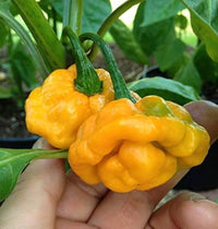 Premium Bonnet Gemüsesamen - Easy Planting Guide Included