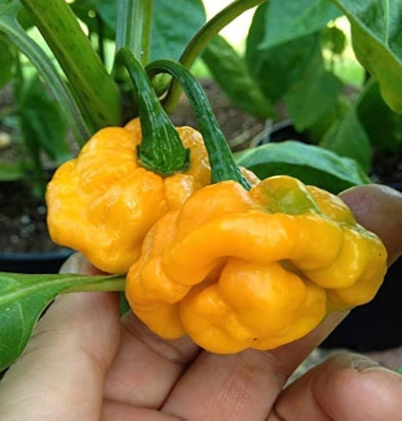 Premium Bonnet Gemüsesamen - Easy Planting Guide Included