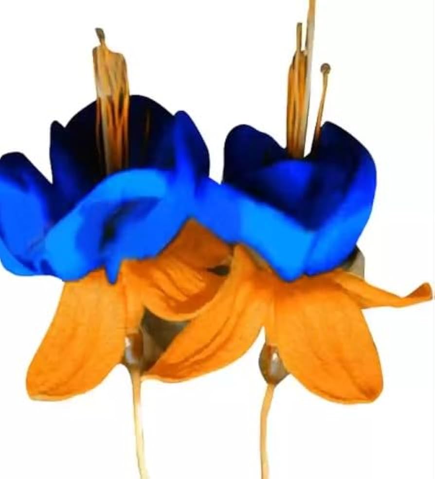 Orange Blau Fuchsie Hybrida Blumensamen zur Aussaat farbenfroh Schau Traditionssorte & ohne Gentechnik Samen Hausgarten