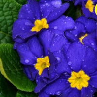 Primel Malacoides Blau Gelb Blumensamen zur Aussaat – pflegeleicht – Traditionssorte & ohne Gentechnik Samen Hausgarten