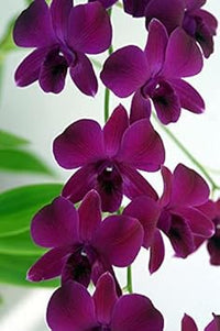 Dark lila dendrobium blume samen for anpflanzung - easy to grow, heirloom & gmo free samen for home garten
 
 sale for anpflanzung in home garten.