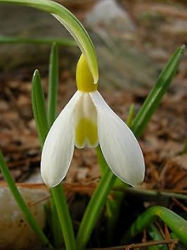 Snowdrop blume blume samen for anpflanzung - colorful display, heirloom & gmo free samen for home garten
 
 sale for anpflanzung in home garten