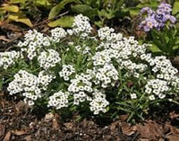 Alyssum lobularia blume samen for anpflanzung - low maintenance, heirloom & gmo free samen for home garten
 
 sale samen for home garten