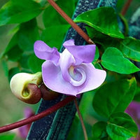 Corkscrew Vine Samen zur Aussaat kletternd Blüten