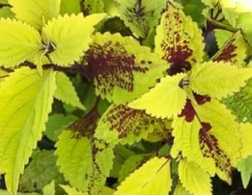 Grün (grün coleus) samen for anpflanzung in home garten