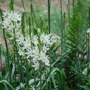 Heirloom camassia leichtlinii blume samen for anpflanzung colorful display heirloom & gmo free samen for home garten 
 
 sale for anpflanzung in home garten