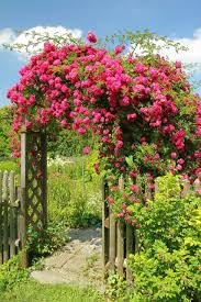 zart Rosa kletternd mehrjährig Rose Blumensamen zur Aussaat Landhaus Garten wichtig Traditionssorte & ohne Gentechnik Samen Hausgarten