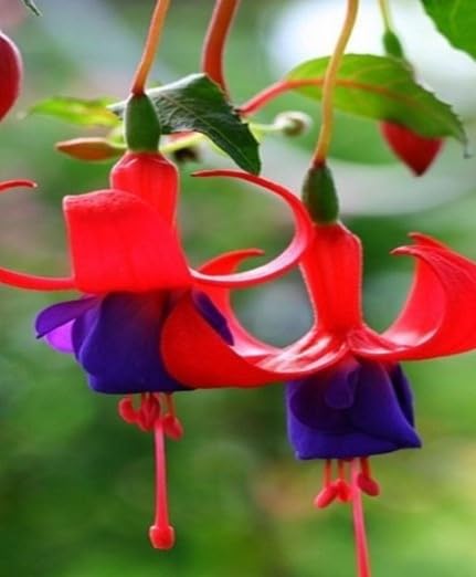 Rot Violett Fuchsie Hybrida Samen Halbschatten verträglich Traditionssorte & ohne Gentechnik Samen Hausgarten