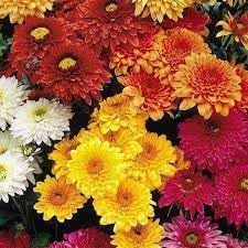 Chrysanthemum blume samen for anpflanzung garten favorite heirloom & gmo free samen for home garten 
 
 sale for anpflanzung in home garten