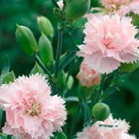 Rosa caryophyllus blume samen for anpflanzung - drought tolerant, heirloom & gmo free samen for home garten
 
 sale samen for home garten