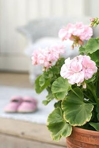 Geranium pale rosa blume samen for anpflanzung - low maintenance, heirloom & gmo free samen for home garten
 
 sale for anpflanzung in home garten