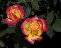 Gelb rosa rose blume samen for anpflanzung - cottage garten essential, heirloom & gmo free samen for home garten
 
 sale for anpflanzung in home garten