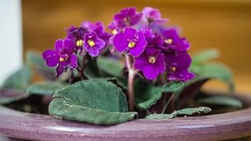 African violets blume samen for anpflanzung - cut blume favorite, heirloom & gmo free samen for home garten
 
 sale for anpflanzung in home garten.