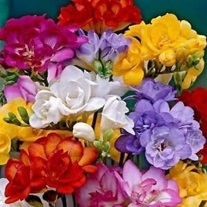 Freesia blume samen for anpflanzung pollinator friendly heirloom & gmo free samen for home garten 
 
 sale for anpflanzung in home garten